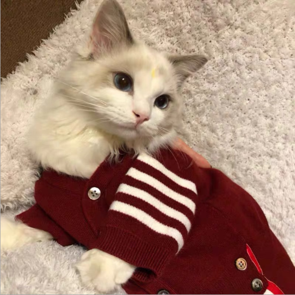 Cat Warm Clothes