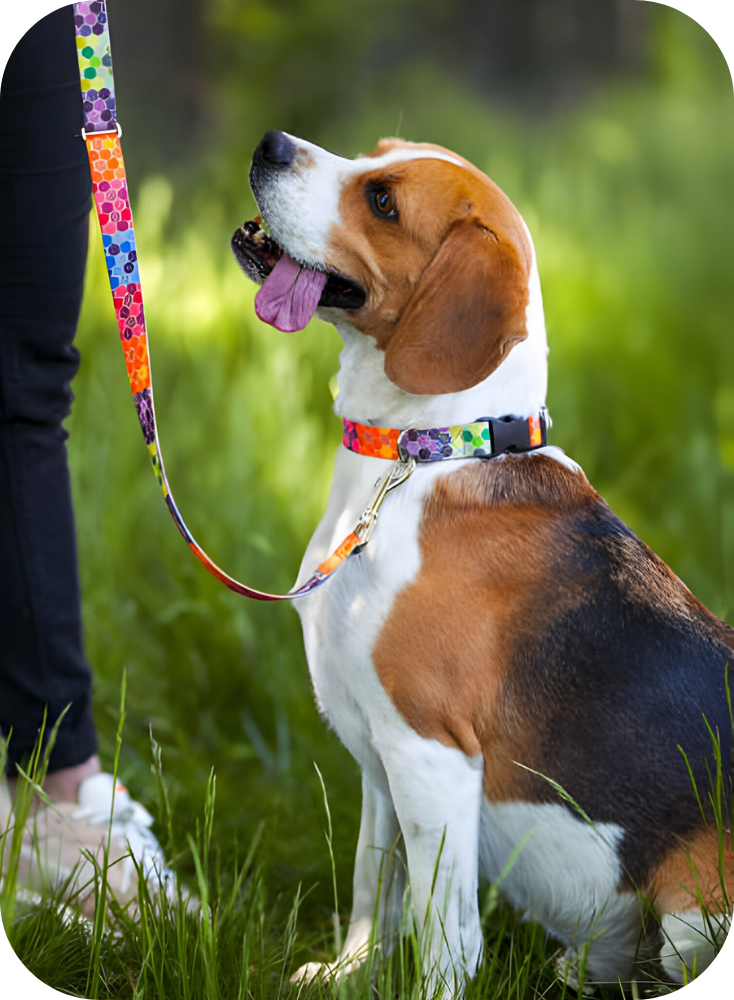 Collars & Leashes